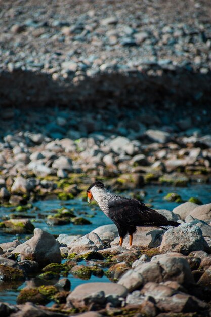 Photo c'est le cas de caracara cheriway.