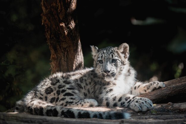 C'est un chaton mignon, un chat léopard des neiges, un Irbis.