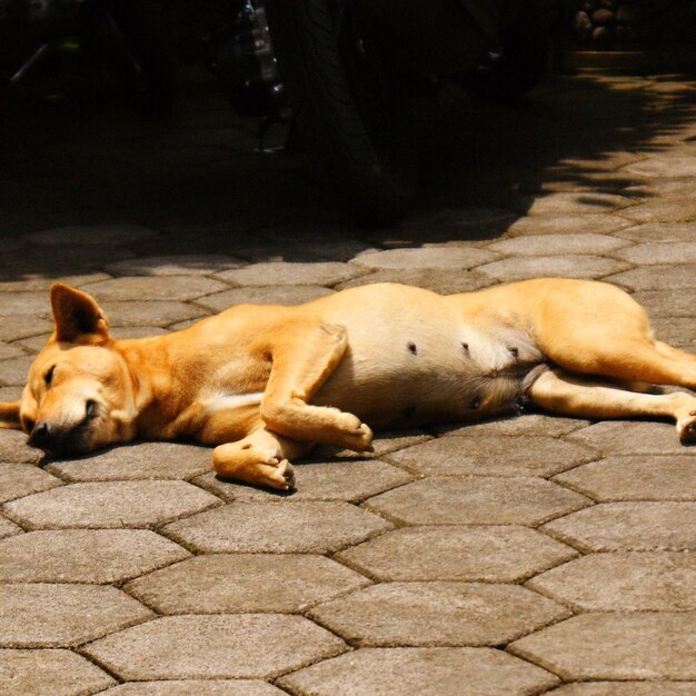 C'est un chien endormi et génial.