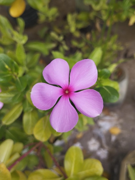 Photo c'est une fleur .