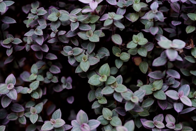 C'est le fond de la plante rose