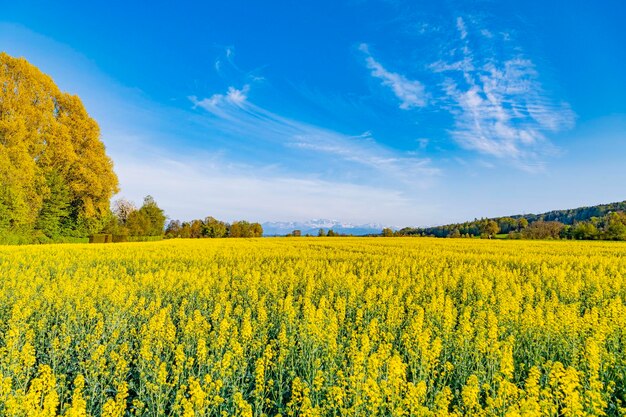 Photo c'est une image de la nature.