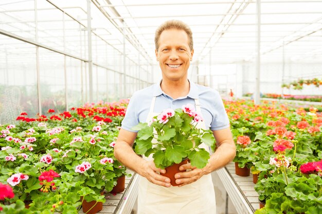 C'est ma fleur préférée. Bel homme mûr en tablier tenant une plante en pot et souriant en se tenant debout dans une serre