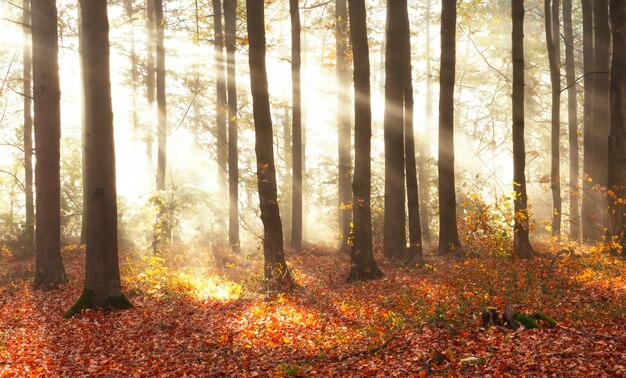 C'est un moment où la nature dévoile sa beauté subtile et sa magie