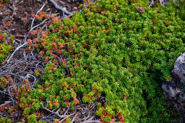 Photo c'est une nature de teriberka dans le district de kolsky de l'oblast de mourmansk en russie