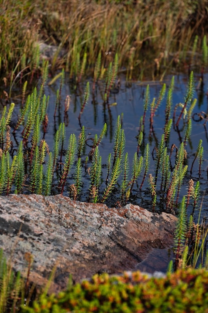 C'est une nature de teriberka dans le district de Kolsky de l'oblast de Mourmansk en Russie