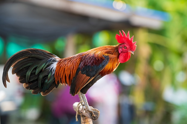 C'est le type de poulet qui est élevé pour les combats dans notre pays. Coq de combat de poulet thaïlandais à huppe rouge