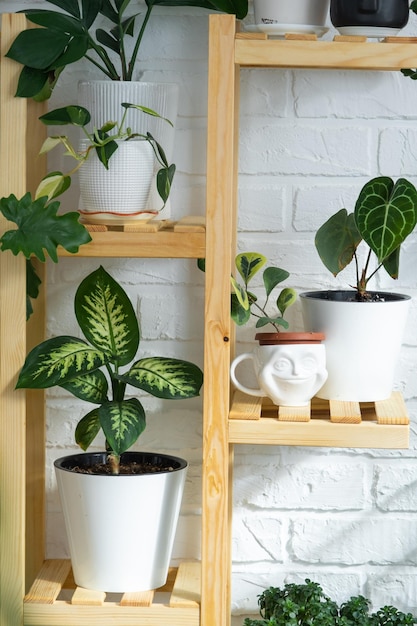 Étagère avec un groupe de plantes d'intérieur à l'intérieur dans la lumière du soir du soleil et l'éblouissement sur le mur Plante d'intérieur Cultiver et entretenir la maison verte des plantes d'intérieur