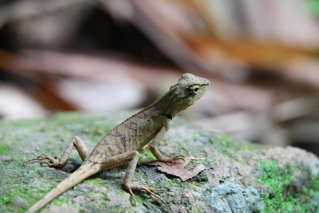 C'était un petit lézard vert.