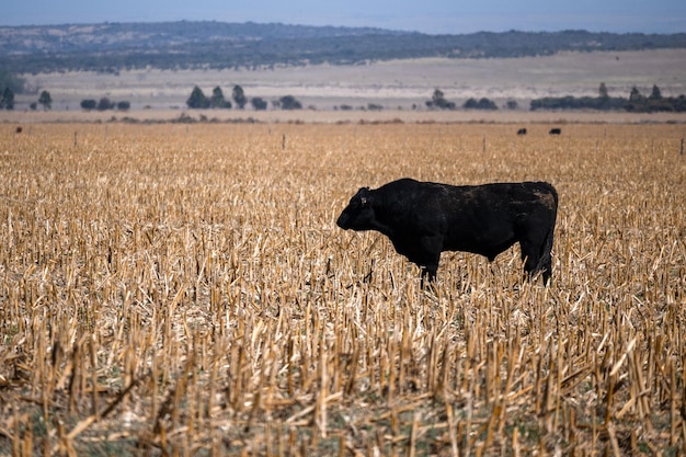 Un étalon dans le champ dans les pampas humides d'Argentine