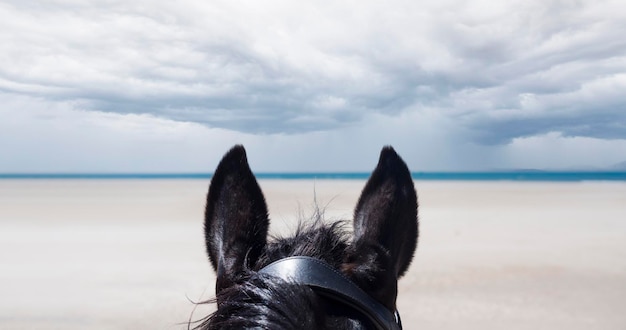 l'étalon noir et la femme sur la plage