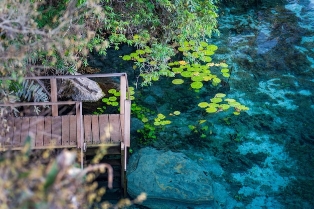 Photo un étang d'eau sereine avec un pont en bois et une végétation luxuriante