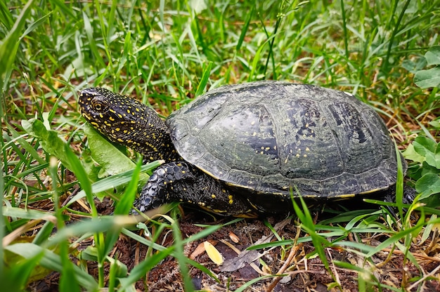 L'étang européen (Emys orbicularis) sur l'herbe