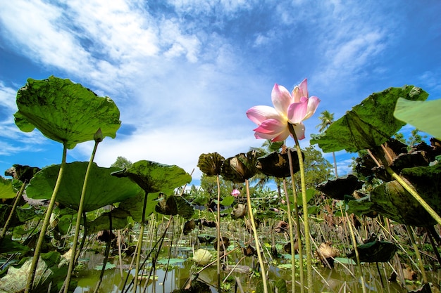 un étang de fleurs de lotus rose