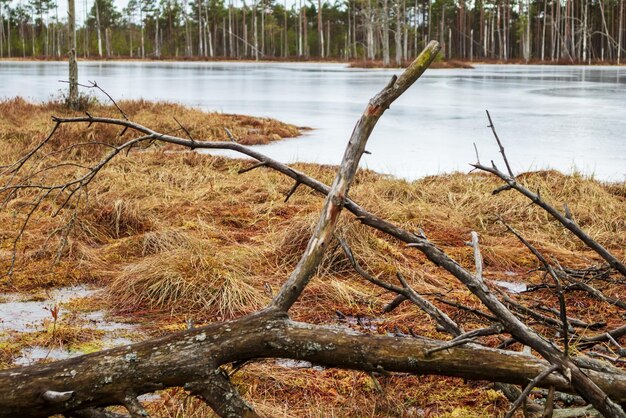 Un étang gelé avec un arbre tombé sur le rivage.