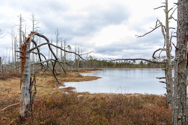 Un étang gelé avec des arbres et un ciel nuageux