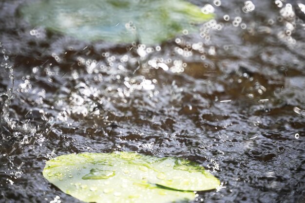 Étang avec lentilles d'eau, plantes des marais, nénuphars et nénuphars victoria amazonica