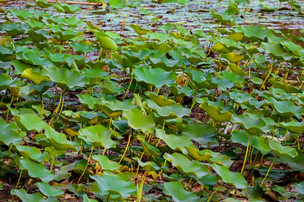 L'étang de lotus est plein de jeunes feuilles de lotus vertes