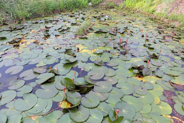 L&#39;étang de lotus. Il y a beaucoup de feuilles de lotus