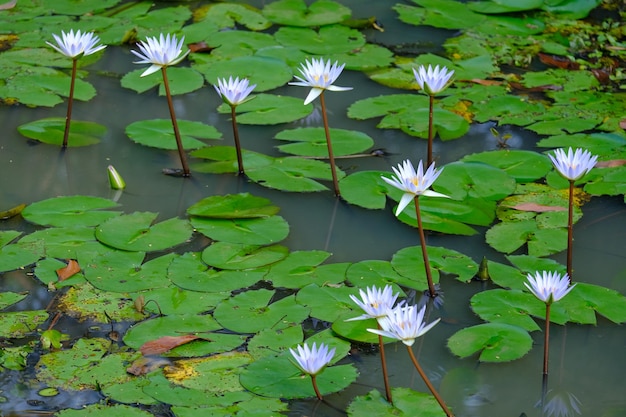 Un étang avec des nénuphars et des feuilles vertes