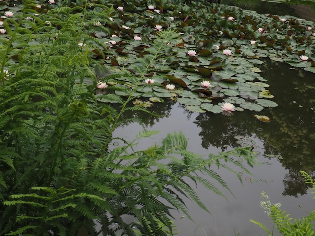 Un étang avec des nénuphars et des fougères