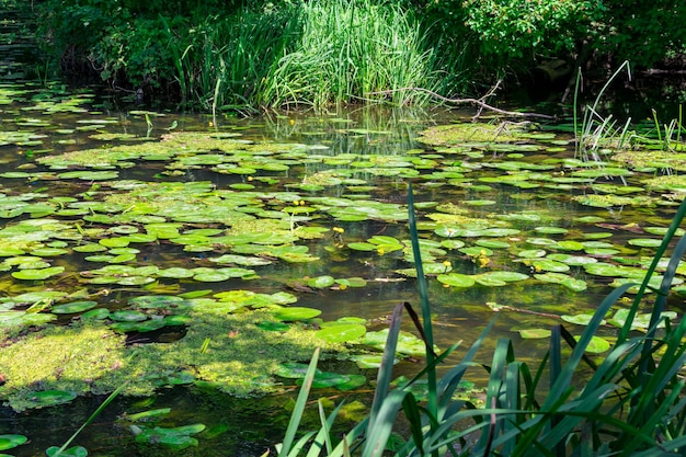 Un étang avec des nénuphars jaunes entouré de forêt. Scène de nature tranquille en plein air. Arboretum de Yampol. Ukraine.