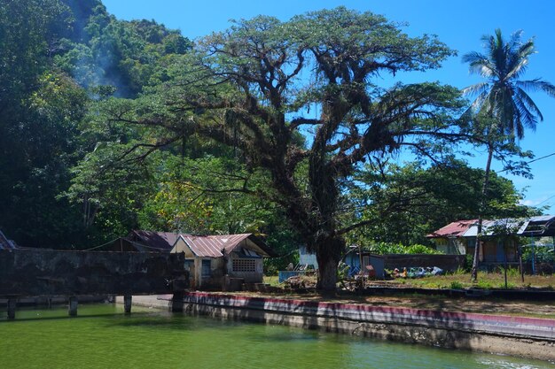 Photo Étangs grands arbres cocotiers et montagnes