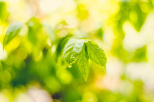 État Frais Et Flou Des Feuilles Vertes Sur Fond Vert