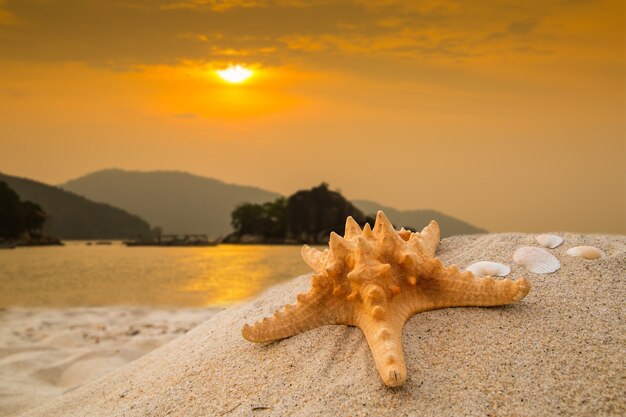 Eté 2015 avec Star fish pour votre activité de vacances