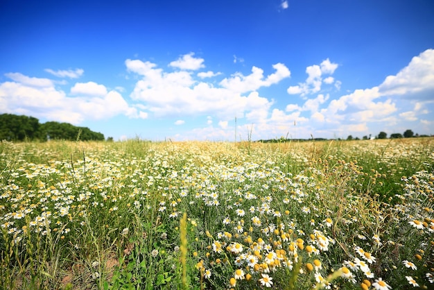 été champ de marguerites blanches paysage fleurs de saison