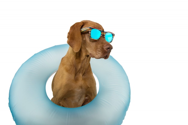 Été De Chien à L'intérieur D'une Piscine Flottante Gonflable.