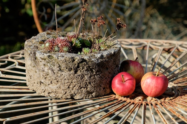 L'été dans le jardin