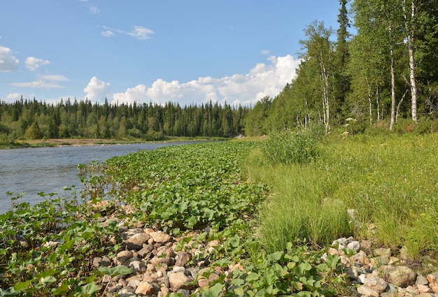 L'été dans le parc national de Yugyd Va