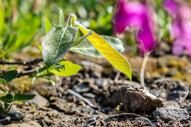 L'été dans la toundra, fleurs sauvages