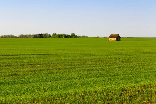 L'été avec des pousses vertes d'herbe ou de céréales, au milieu du champ une maison a été construite, l'heure du coucher du soleil, un paysage aux nuances orangées