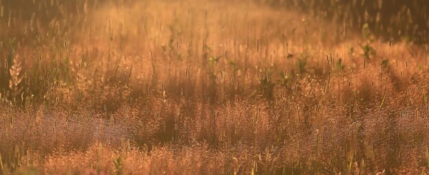 été saisonnier champ soleil fond bokeh herbe coucher soleil résumé