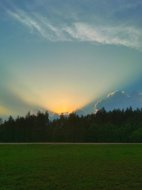 L'été sur le terrain sur fond de forêt magnifique coucher de soleil