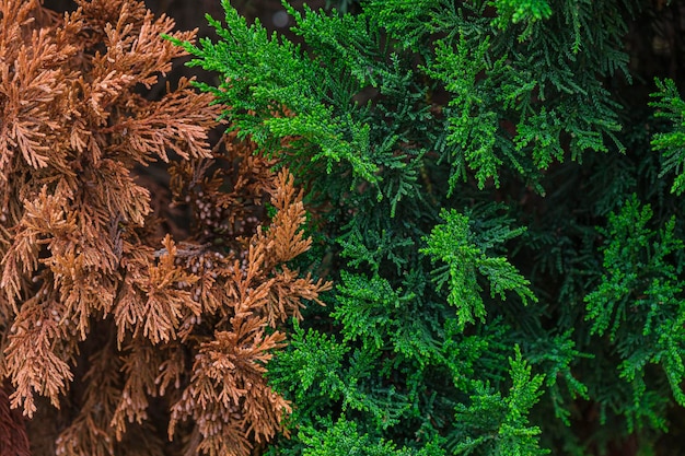 Photo Été vs automne fond de paysage d'automne coloré avec des feuilles orange et vertes feuillage de cyprès multicolores dans le parc naturel