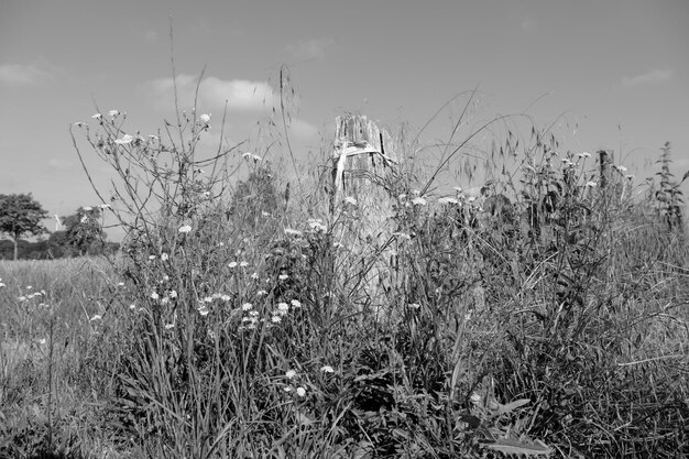 été en Westphalie