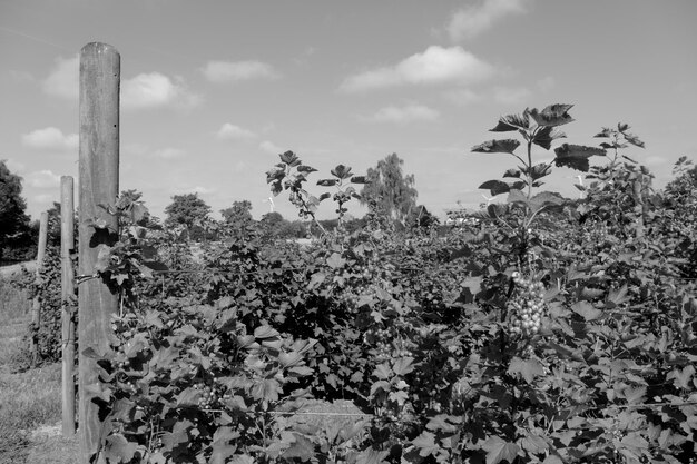 été en Westphalie