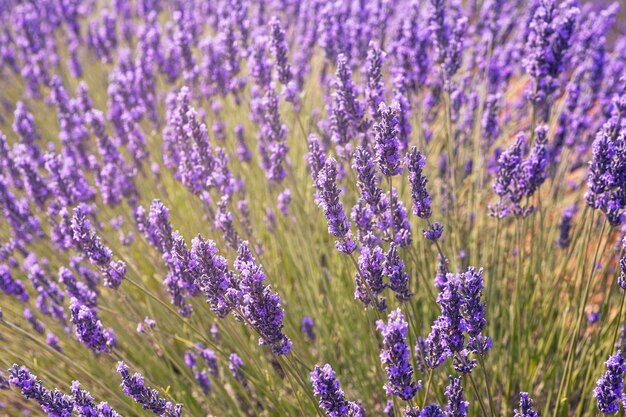 Photo Étendue violette un champ de lavande en pleine floraison