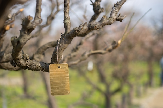 L'étiquette dorée est suspendue à la branche d'un arbre dans le jardin.