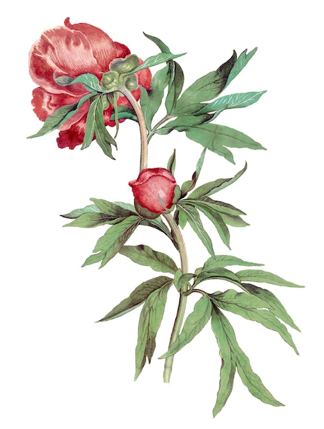 Étiquette esthétique en peonie png illustration florale vintage élément de design classique