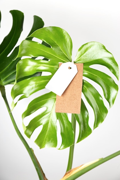 Étiquette D'étiquette Maquette Sur Les Feuilles De Monstera Sur Fond Blanc Concept De Vendredi Vert