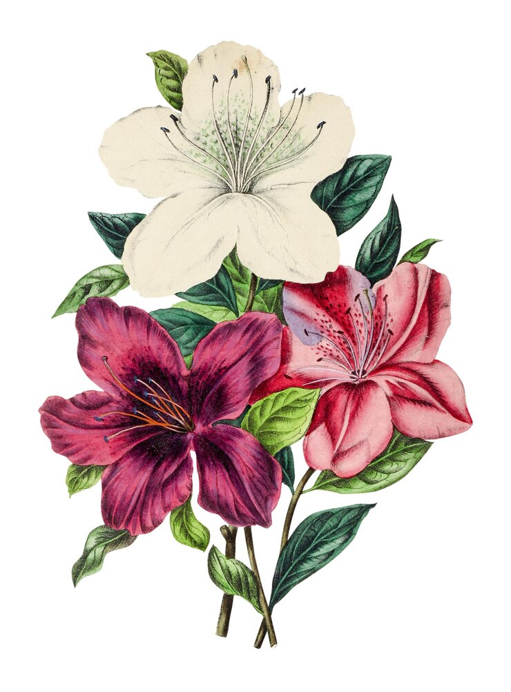 Photo étiquette de fleurs de lys dessinée à la main avec un élément de conception de bordure blanche