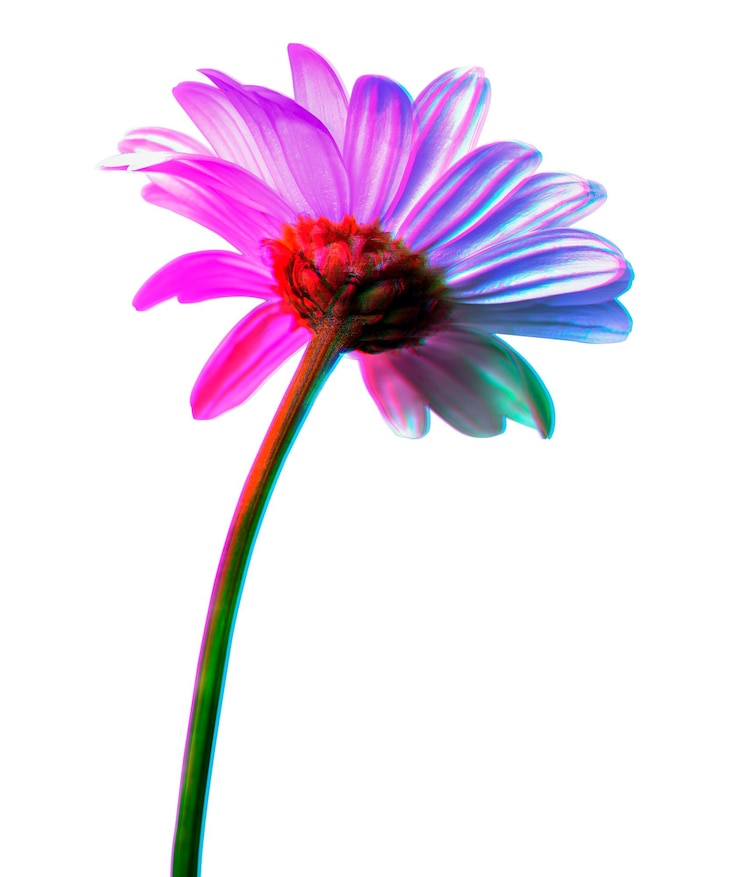 Photo étiquette à fleurs de marguerites colorées de png