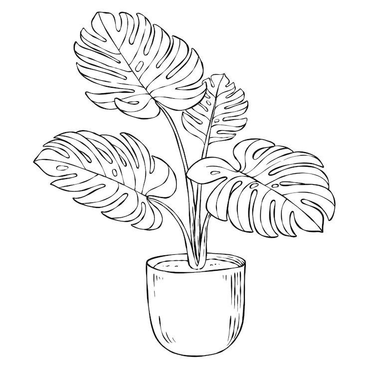 Photo étiquette noire et blanche de la plante png monstera