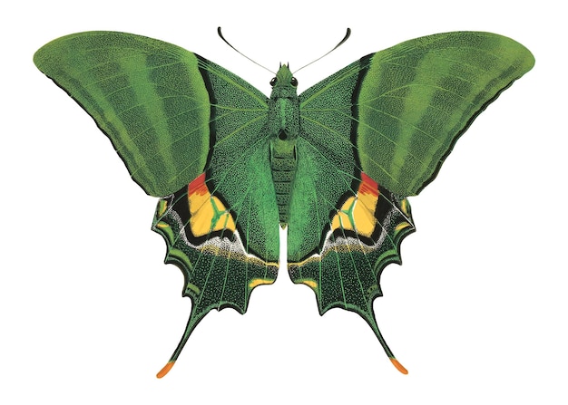 Étiquette png de papillon vert insecte exotique sur fond transparent Remixé par rawpixel