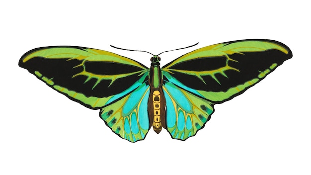 Étiquette png de papillon vert insecte vintage sur fond transparent Remixé par rawpixel