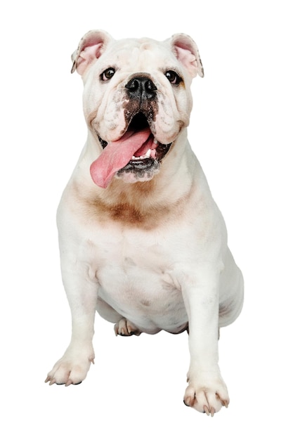 Étiquette png pour chien Animal de compagnie bulldog anglais blanc sur fond transparent